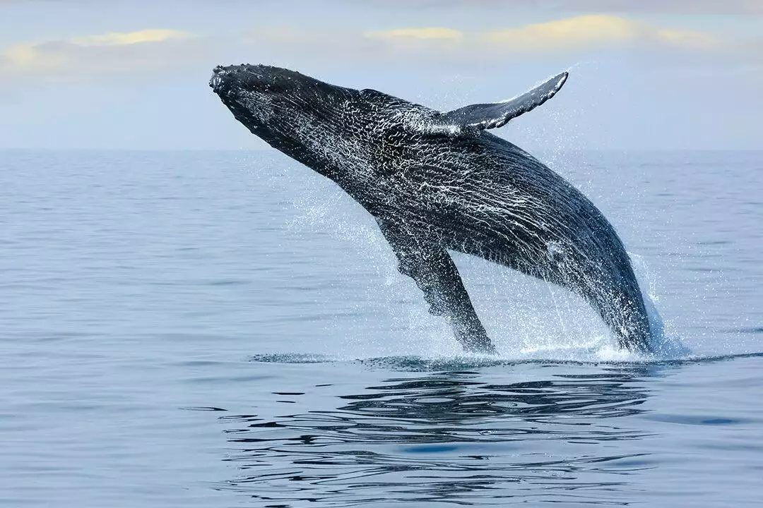 a whale jumping out of the water